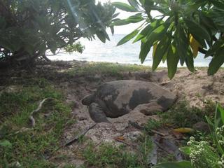 Lady Elliot Island Eco Resort Exterior photo